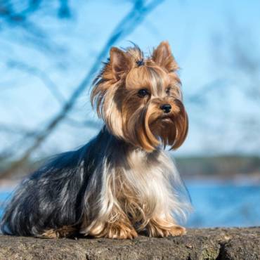 Comprar cachorro de Yorkshire en Parla