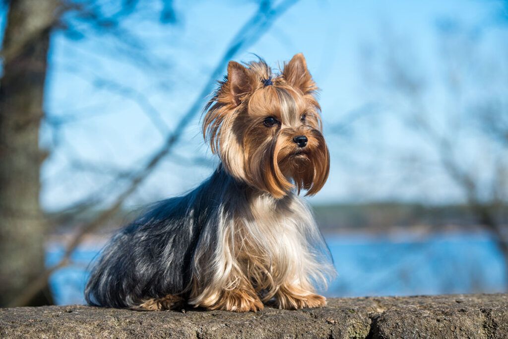 Comprar cachorro de Yorkshire en Parla