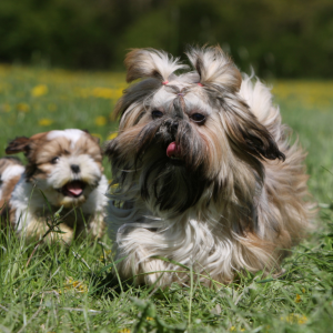 Shih Tzu
