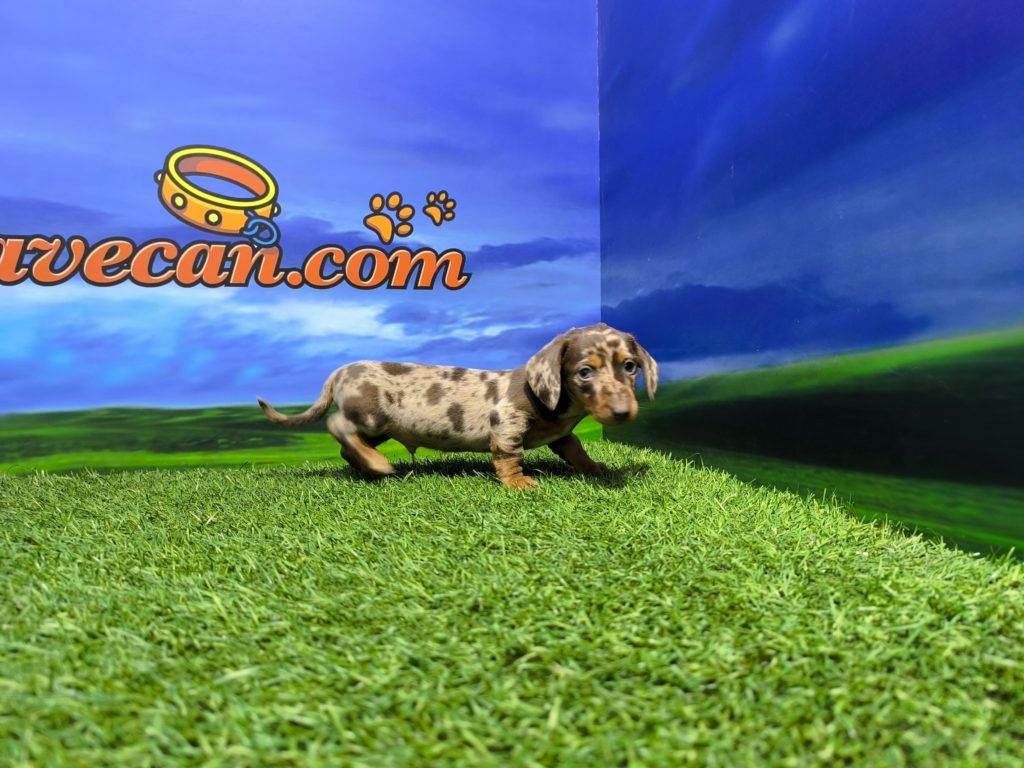Comprar cachorro de Cocker Inglés en Valencia