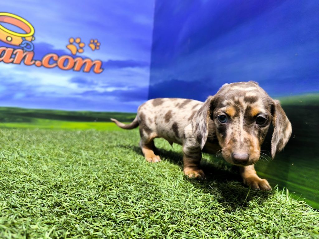 Comprar cachorro de Maltipoo en Valencia