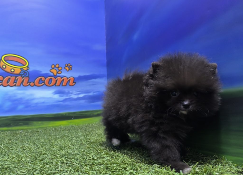 Comprar cachorro de Shih tzu en Barcelona
