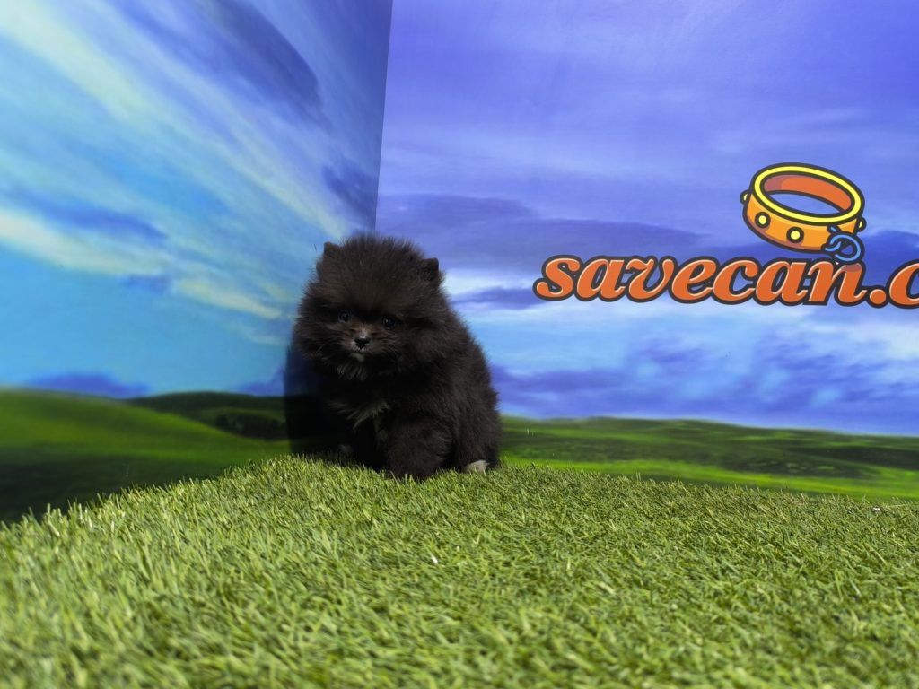 Comprar cachorro de Shiba inu en Zaragoza