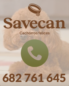Consulta precio de comprar perros. Venta de perros al mejor precio