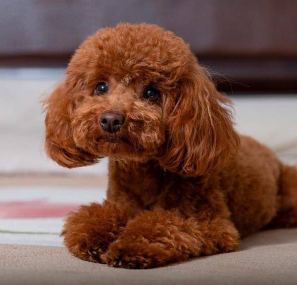 Cachorro de caniche toy