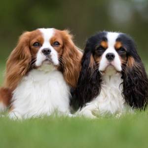 Cavalier King Charles