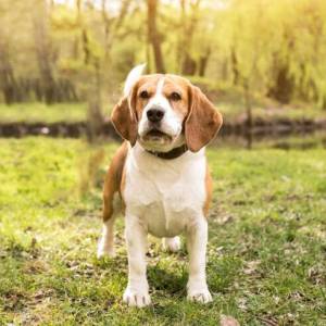 Beagle