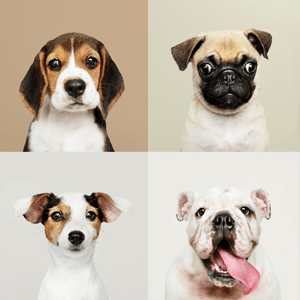 Razas de perros pequeños