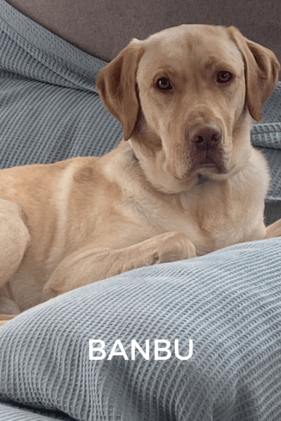 BANBU-5-724x1024