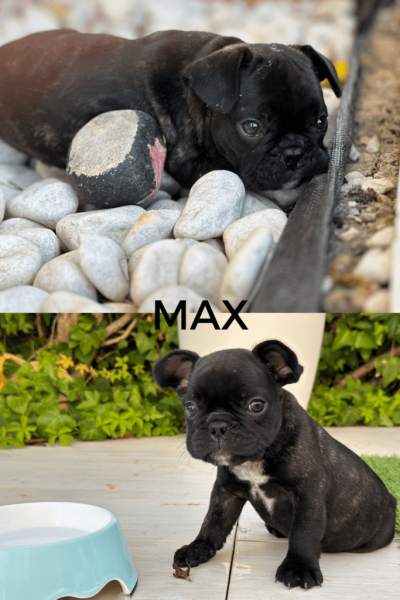 MAX-1-724x1024