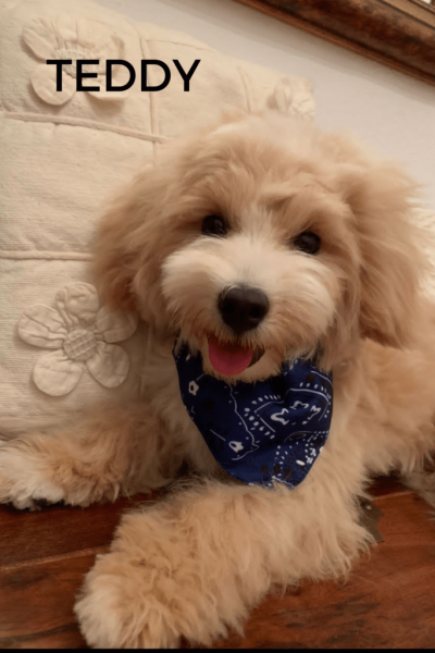TEDDY2-724x1024