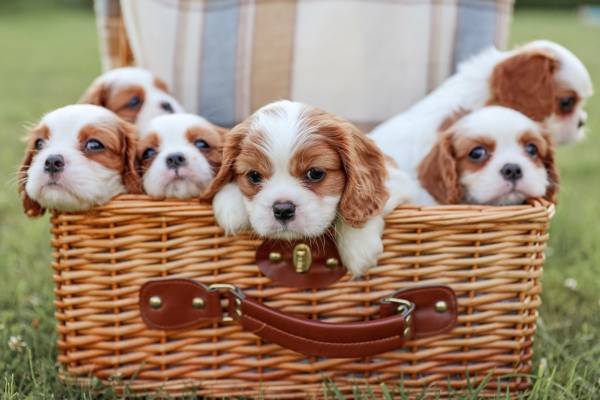 Venta de cachorros Venta de cachorros