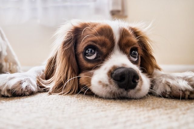 Venta de perros en Murcia