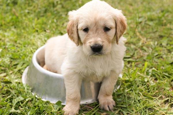 Venta de Perros en Valencia Venta de Perros en Valencia