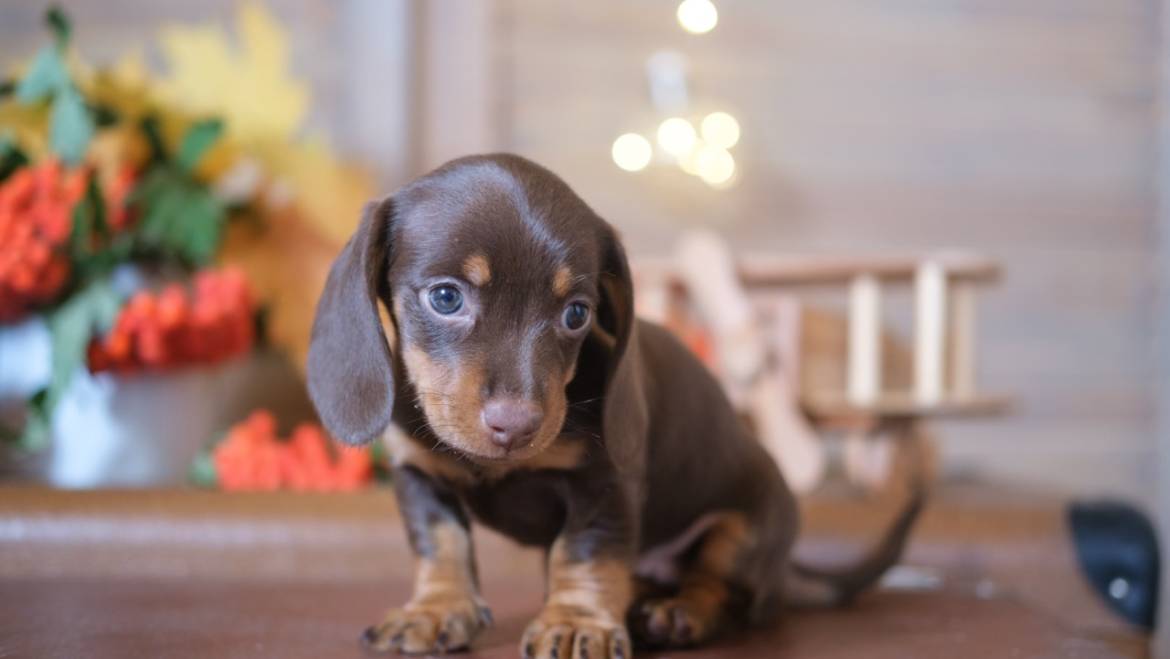 Guía para comprar cachorros por raza en España