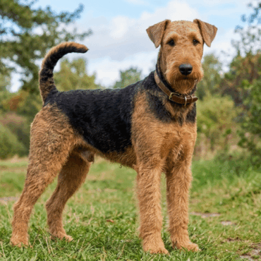 Airedale Terrier