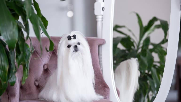 Bichón maltés coreano