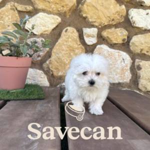 Bichón Maltés hembra