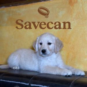 Golden Retriever hembra