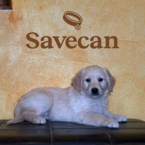 Golden Retriever macho