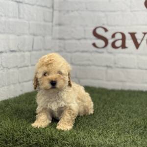 Caniche hembra toy