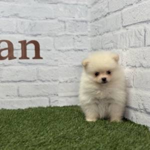 Lulú de Pomerania macho