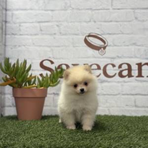 Lulú de Pomerania hembra