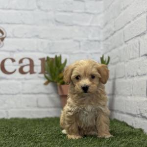 Maltipoo hembra