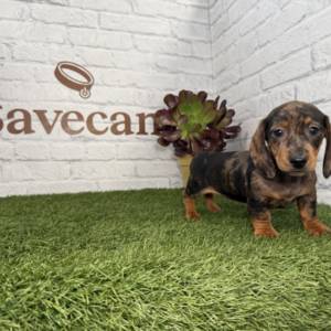 Teckel hembra merlé