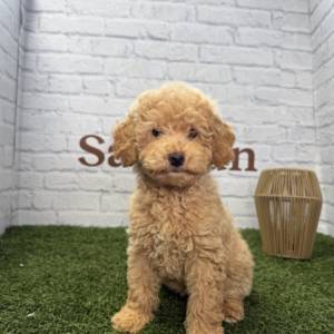 Caniche hembra
