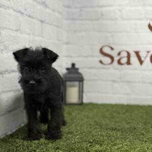 Schnauzer Miniatura Macho