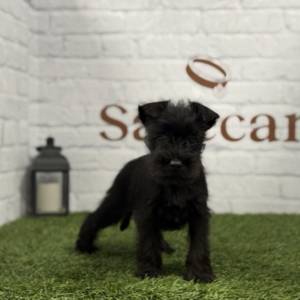 Schnauzer Miniatura hembra