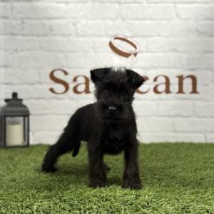 Schnauzer Miniatura Macho