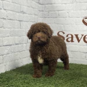 Perro de Aguas Hembra