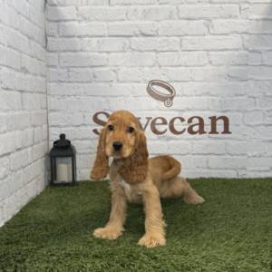 Cocker Inglés macho
