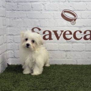 Bichón Maltés macho