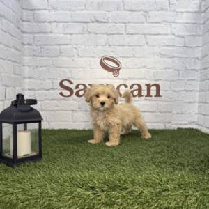 Maltipoo macho