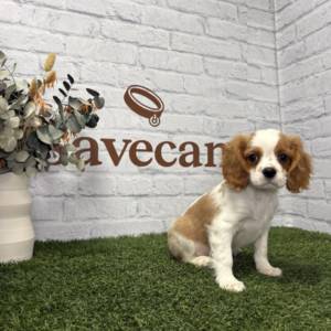 Cavalier macho