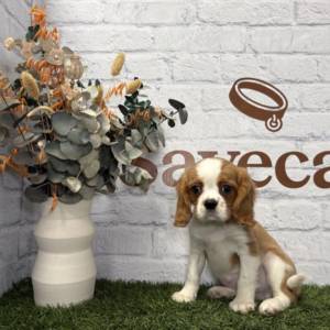 Cavalier hembra