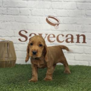 Cocker Inglés hembra