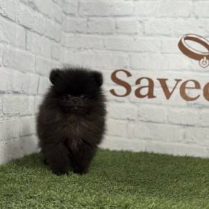 Lulú de Pomerania macho