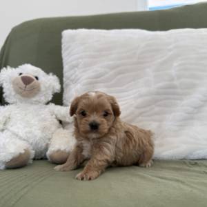 Maltipoo hembra toy