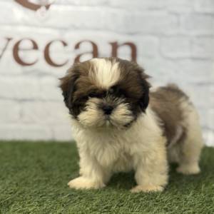 Shih Tzu Hembra