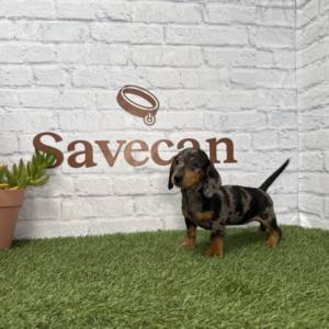 Teckel hembra merlé