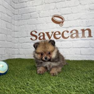 Lulú de Pomerania hembra