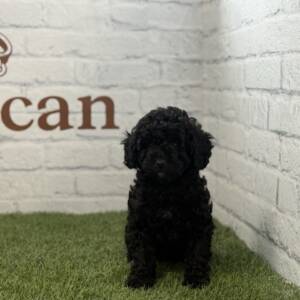 Caniche hembra