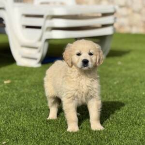 Golden Retriever hembra