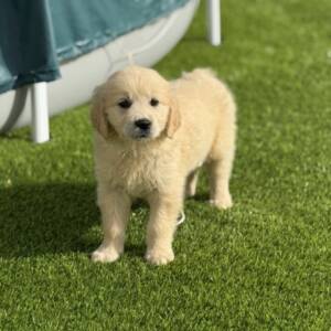 Golden Retriever macho