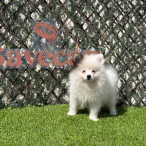Lulú de Pomerania macho
