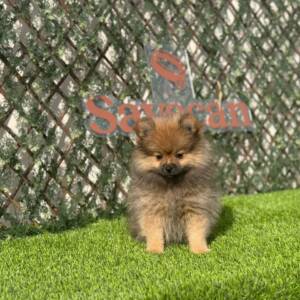 Lulú de Pomerania hembra